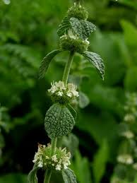 Image result for Marrubium vulgare