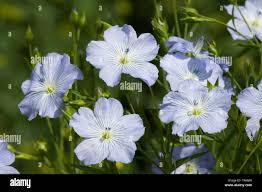 Attēlu rezultāti vaicājumam “Galium elongatum flower”