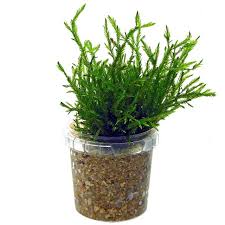 Attēlu rezultāti vaicājumam “Fontinalis antipyretica subsp. gracilis”