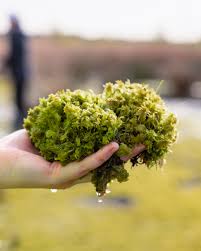 Attēlu rezultāti vaicājumam “Sphagnum cuspidatum”