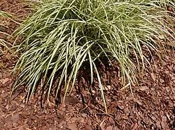 Attēlu rezultāti vaicājumam “Carex scandinavica”