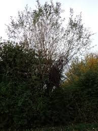 Attēlu rezultāti vaicājumam “Salix triandra”