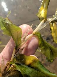 Attēlu rezultāti vaicājumam “Potamogeton praelongus”