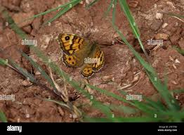 Attēlu rezultāti vaicājumam “Lasiommata megera female”