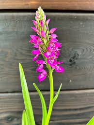 Attēlu rezultāti vaicājumam “Dactylorhiza incarnata leaf”