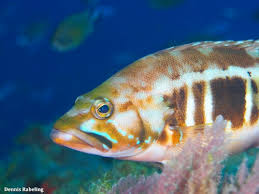 Image result for Serranus atricauda