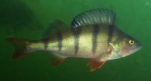 Attēlu rezultāti vaicājumam “Perca fluviatilis”