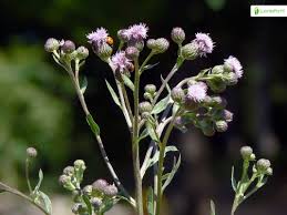 Attēlu rezultāti vaicājumam “Cirsium arvense leaf”