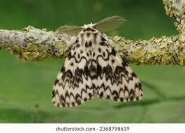 Attēlu rezultāti vaicājumam “Lymantria monacha pupa”