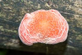 Attēlu rezultāti vaicājumam “Rhodotus palmatus”