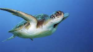 Image result for Caretta caretta
