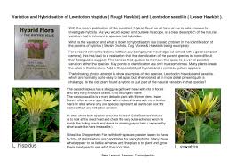 Attēlu rezultāti vaicājumam “Leontodon hispidus fruit”