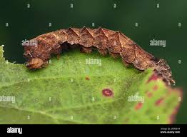 Attēlu rezultāti vaicājumam “Thyatira batis larva”