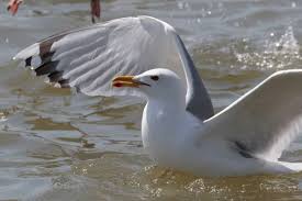 Attēlu rezultāti vaicājumam “Larus marinus adult”