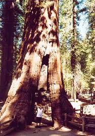 Image result for Mammutbaum