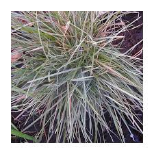 Attēlu rezultāti vaicājumam “Sesleria caerulea”