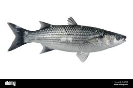 Image result for Chelon labrosus