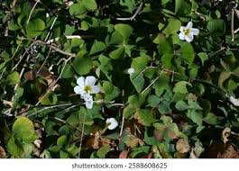 Attēlu rezultāti vaicājumam “Oxalidaceae”