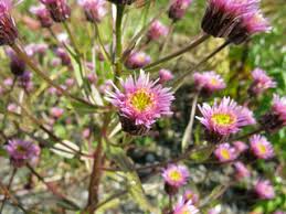 Attēlu rezultāti vaicājumam “Erigeron acris flower”