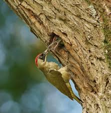 Attēlu rezultāti vaicājumam “Picus viridis nest”