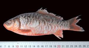 Image result for Cyprinus multitaeniatus