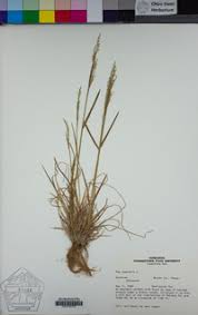 Attēlu rezultāti vaicājumam “Poa nemoralis leaf”