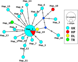 Attēlu rezultāti vaicājumam “Aleurochiton aceris nymph”