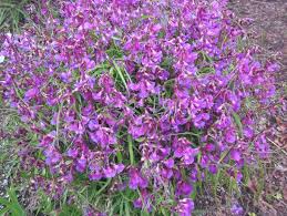 Attēlu rezultāti vaicājumam “Lathyrus vernus”