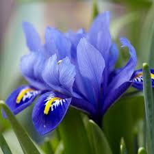 Attēlu rezultāti vaicājumam “Iris reticulata”