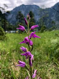 Attēlu rezultāti vaicājumam “Cephalanthera rubra leaf”