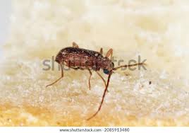 Attēlu rezultāti vaicājumam “Ptinus sp. male”