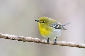 Image result for Vireo flavifrons