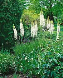 Image result for Steppenkerze