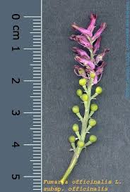 Image result for Fumaria officinalis