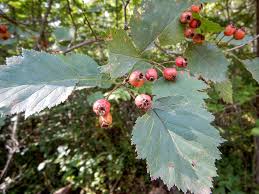 Attēlu rezultāti vaicājumam “Crataegus macracantha fruit”