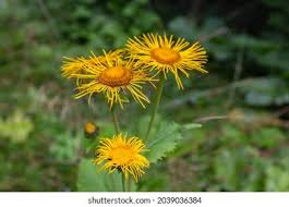 Image result for Telekia speciosa
