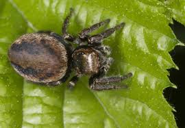 Attēlu rezultāti vaicājumam “Evarcha falcata female”