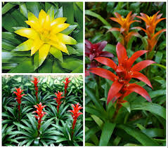 Картинки по запросу гусмания