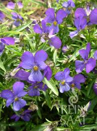 Image result for Hornveilchen