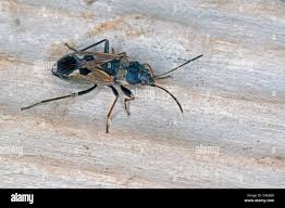 Image result for Rhyparochromus