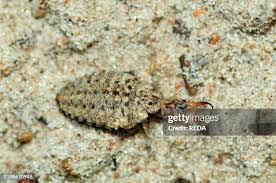 Attēlu rezultāti vaicājumam “Myrmeleontidae imago”