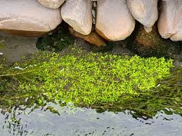 Attēlu rezultāti vaicājumam “Elatinaceae”