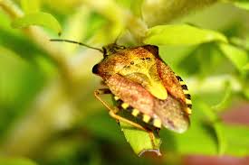 Attēlu rezultāti vaicājumam “Carpocoris purpureipennis”