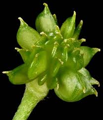 Attēlu rezultāti vaicājumam “Ranunculus acris leaf”