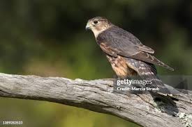 Image result for Falco columbarius