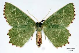 Attēlu rezultāti vaicājumam “Hemithea aestivaria”