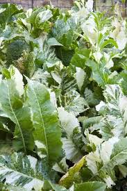 Attēlu rezultāti vaicājumam “Armoracia rusticana leaf”