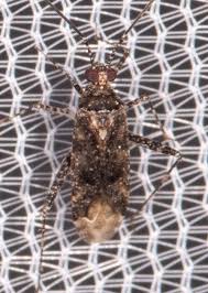 Attēlu rezultāti vaicājumam “Phytocoris varipes”