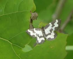 Attēlu rezultāti vaicājumam “Lomaspilis marginata”