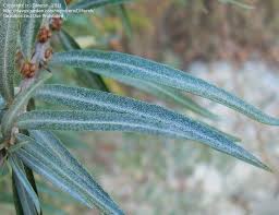 Attēlu rezultāti vaicājumam “Hippophae rhamnoides leaf”